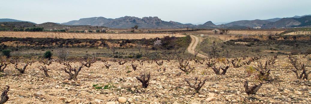 Viña Zorzal Wines banner