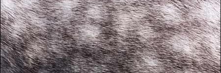 Amy_Smith's profile banner image