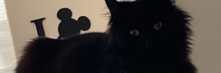 pulsefem2's profile banner image