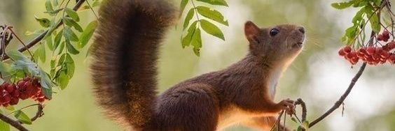 Syneyluca's profile banner image