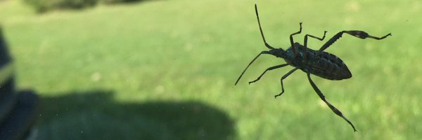 Emorly Profile Banner