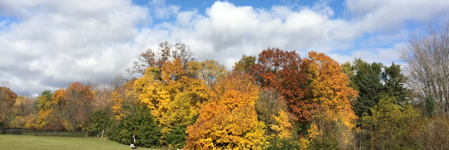 lectoronto's profile banner image