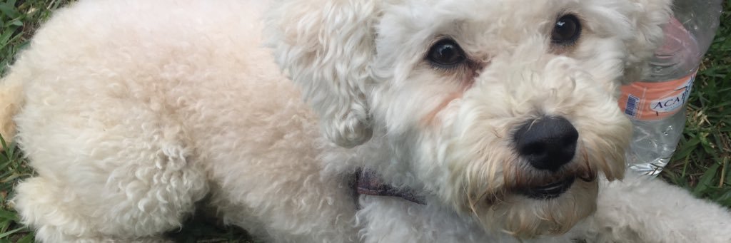 Lele 🐾🖤 banner