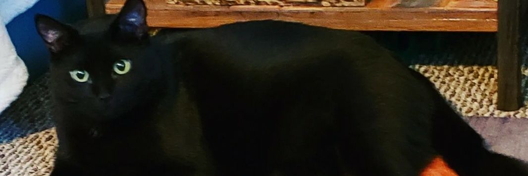 kozykatz's profile banner image
