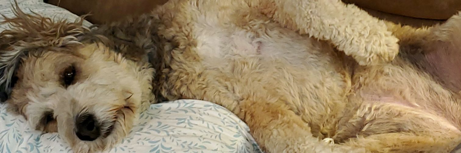 Kim Ashley 🇺🇸 🇮🇱 banner