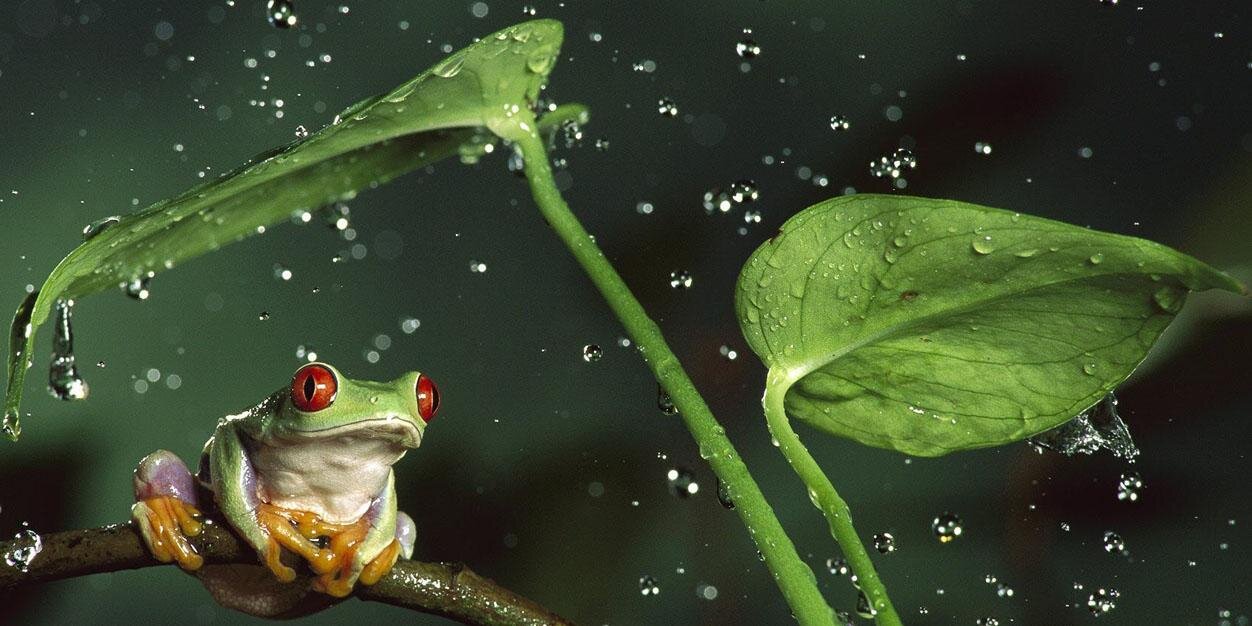 thefrogcrunch's profile banner image