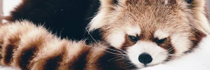 Red8Panda's profile banner image