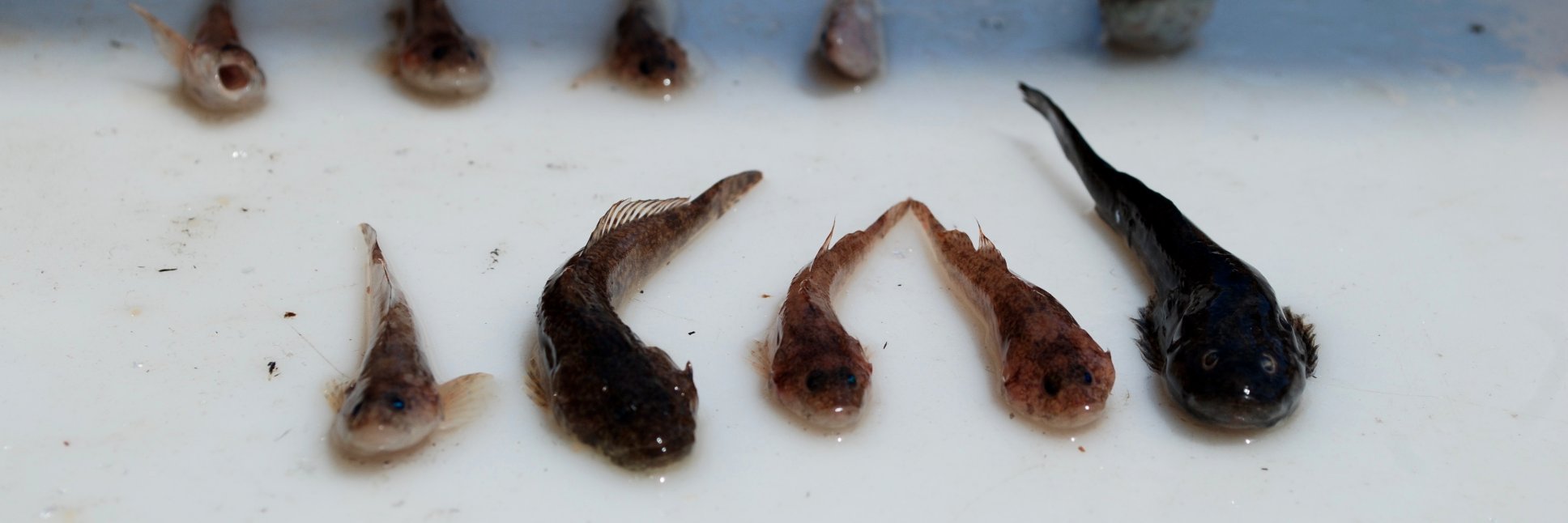 Peter Euclide banner