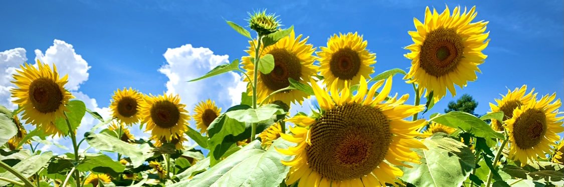 ©︎ふじみやちゃんさんさん banner