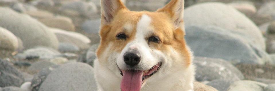 corginavi's profile banner image