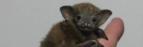 Spooky Bear 🐻 🦇👻 banner