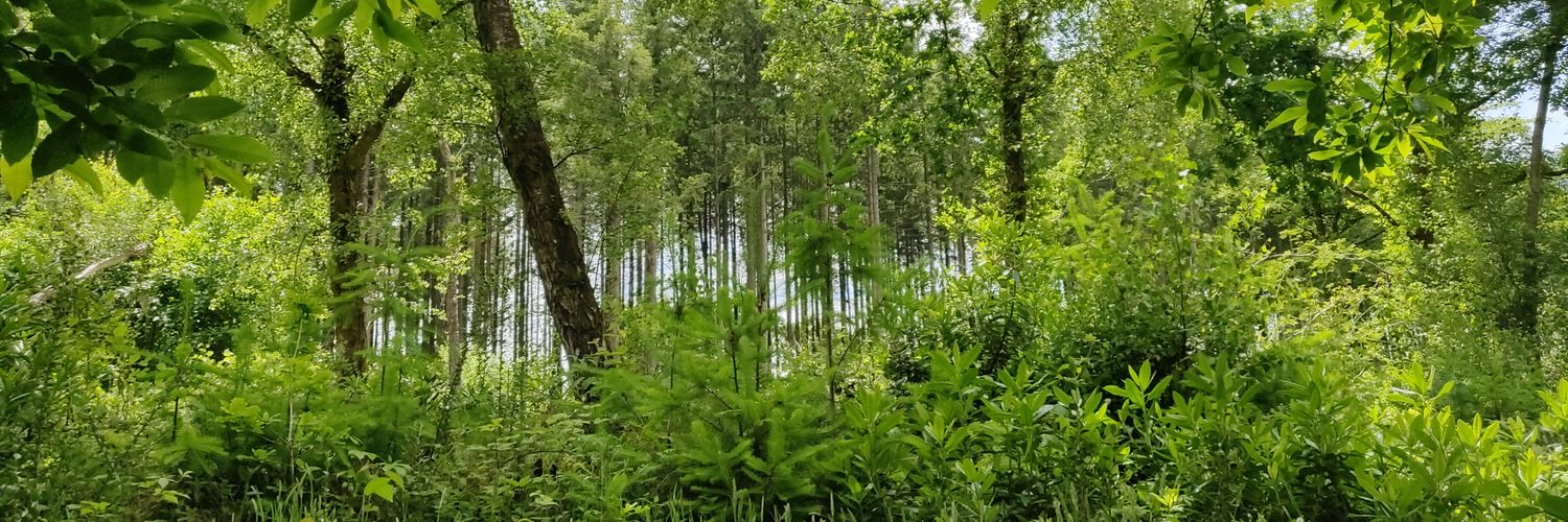 _Alice_Gill_'s profile banner image