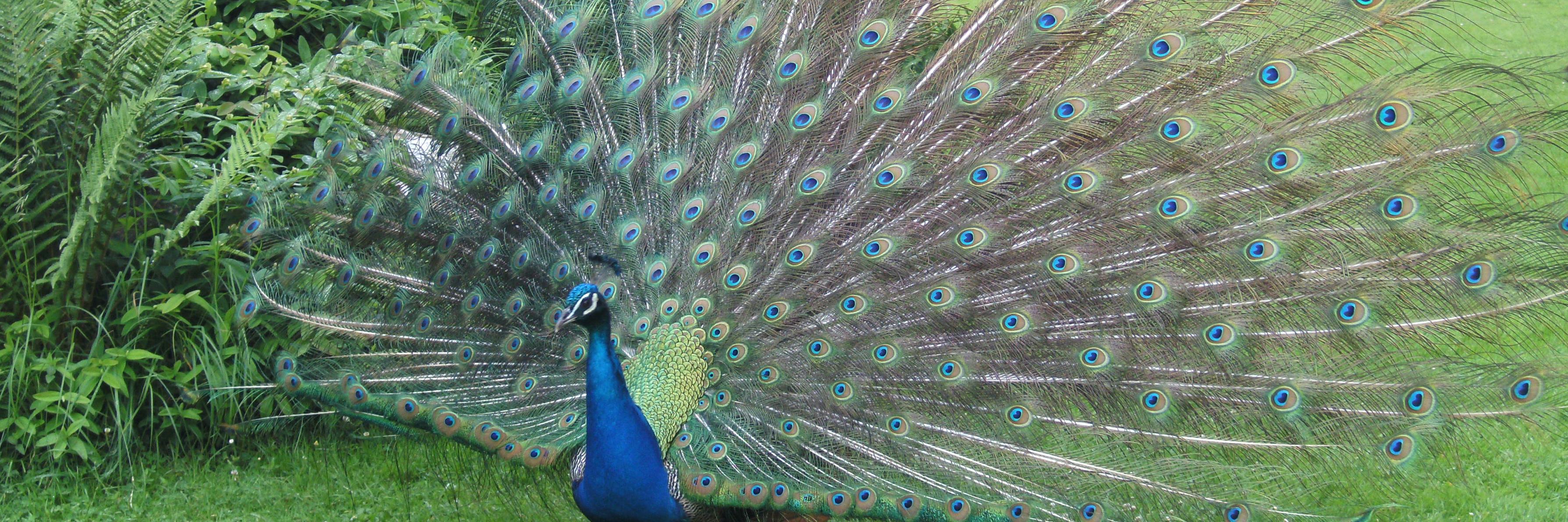 Leticia Celma banner