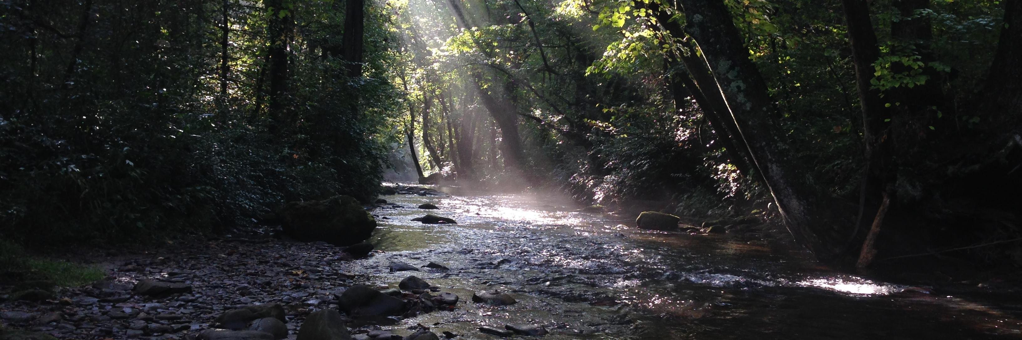 Todd Chambers banner