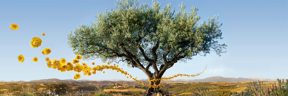 LOccitane_SV's profile banner image