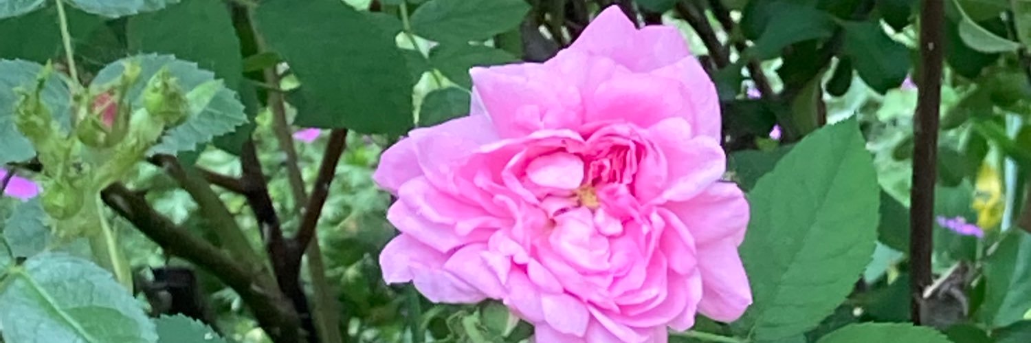 jehwriter's profile banner image
