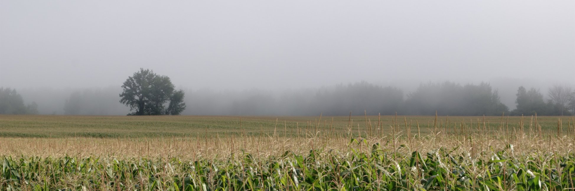 kepstin's profile banner image