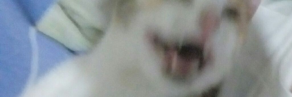 lara croft sedentária banner