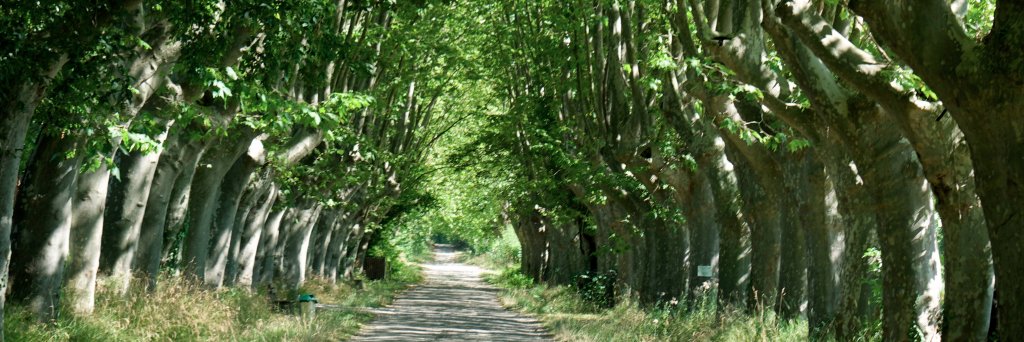RoseMarie FitzSimons banner