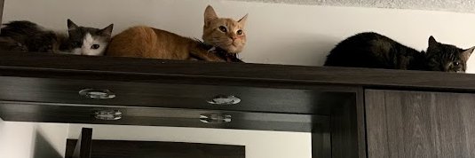 guayapunk's profile banner image