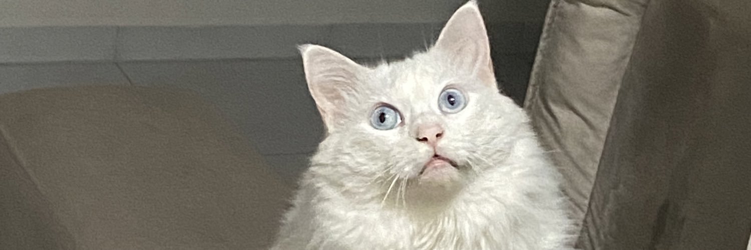 thaysesf's profile banner image