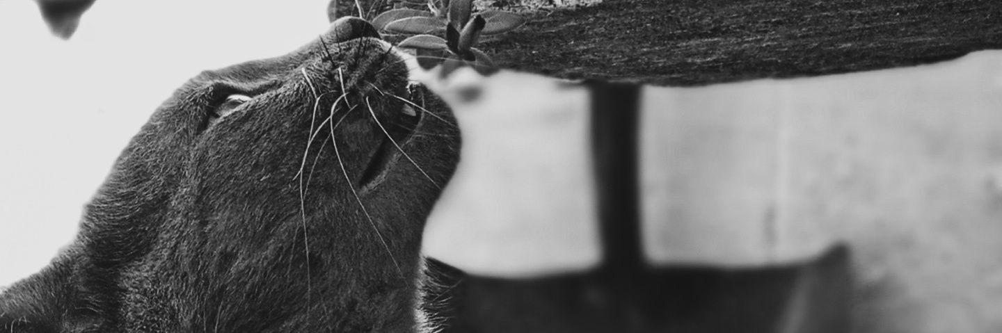 FlorAlbarenque's profile banner image
