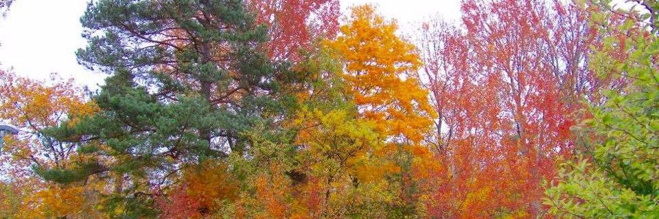 kitkat_81's profile banner image