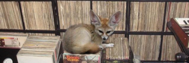 djfox_x's profile banner image