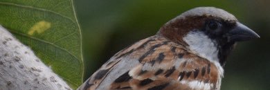 ossarian's profile banner image