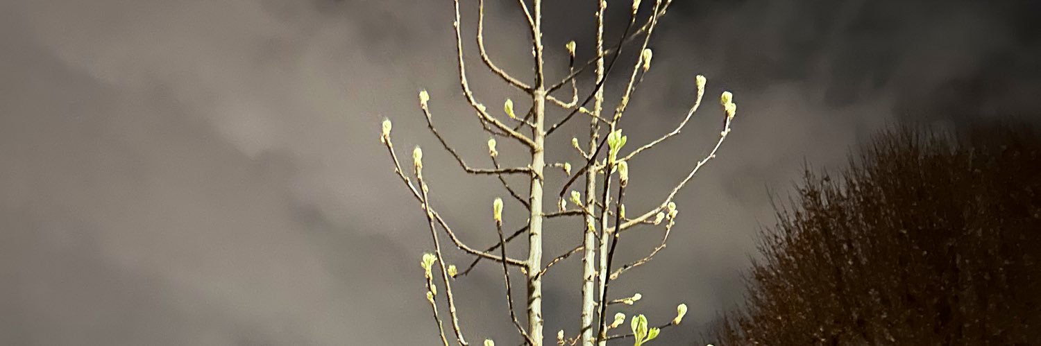 mariahadi_'s profile banner image