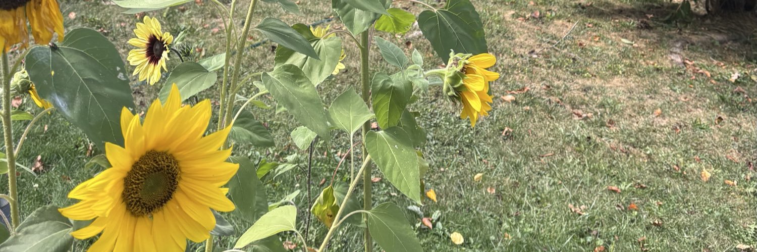 Daniel Foytik ∞ banner