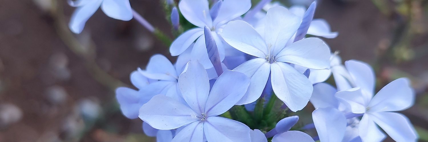 vickz_ag's profile banner image