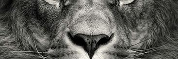 Congo_'s profile banner image