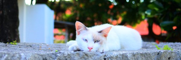 mwwko Profile Banner