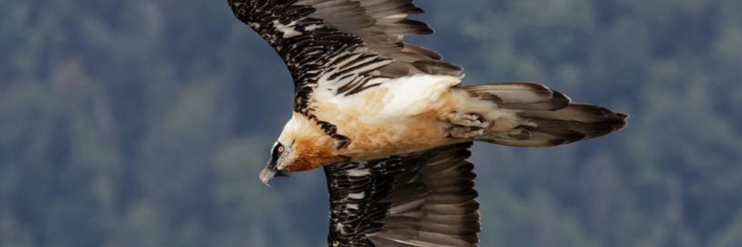 Fundación_Quebrantahuesos banner