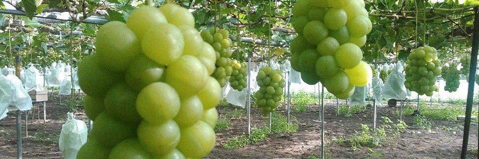 wakafarm's profile banner image