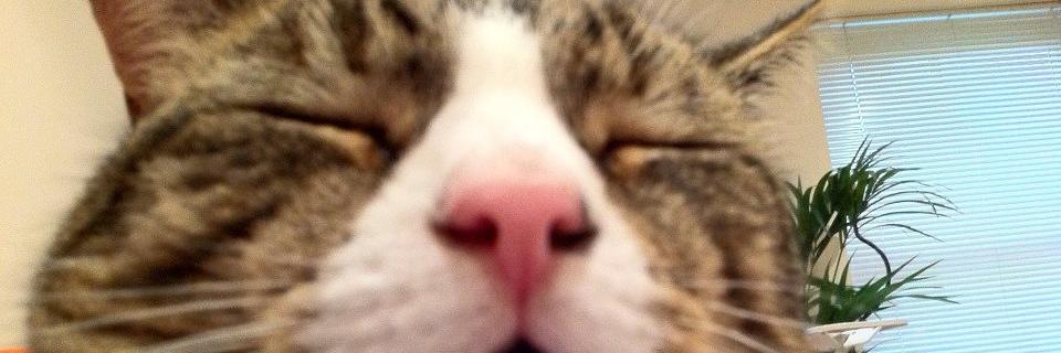 Natasha Davids banner