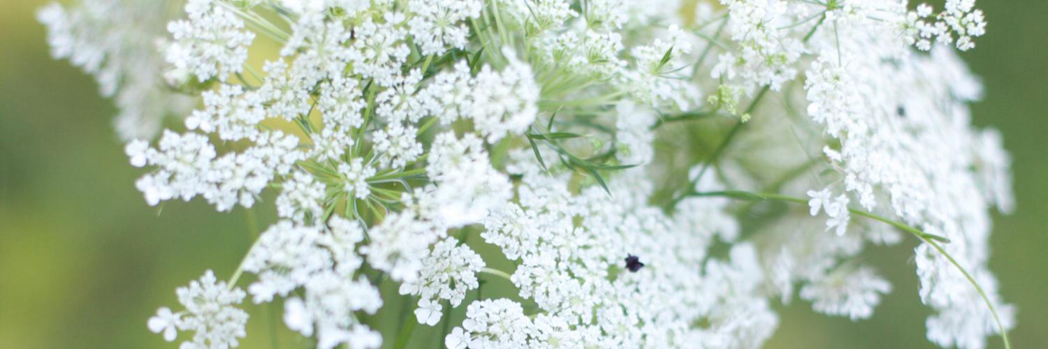 aboutgarden's profile banner image