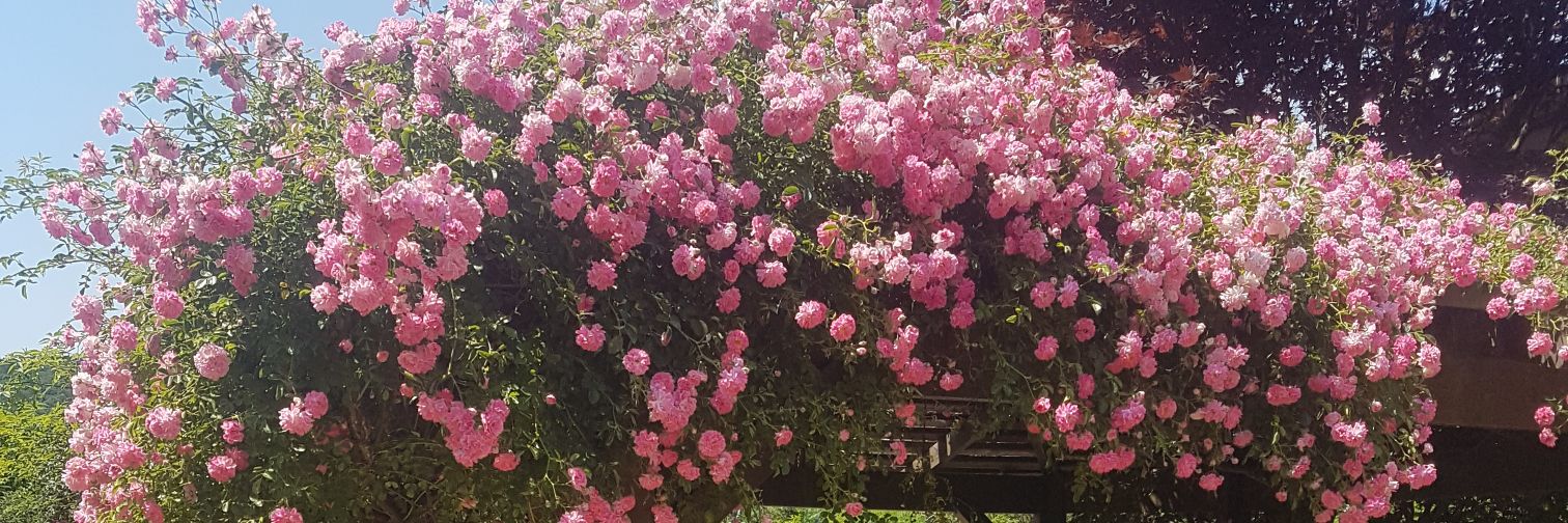 Bora Alçı banner