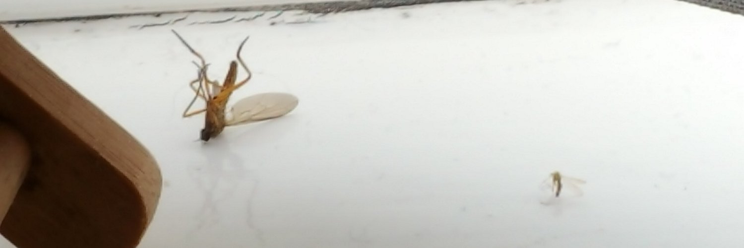 Jill Woolf banner