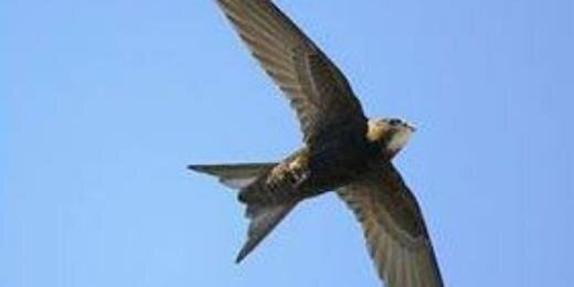 Birdwatch Mayo banner