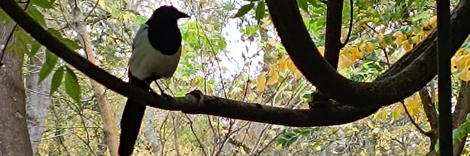 Bionic Laura 👻 banner