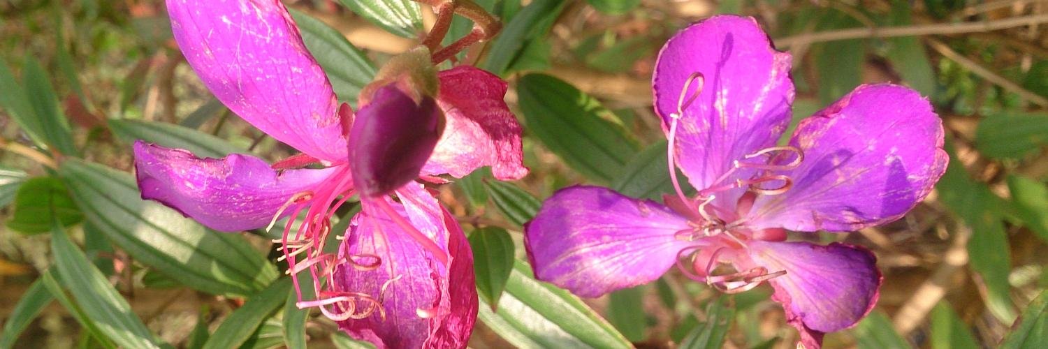 Meilysserae's profile banner image