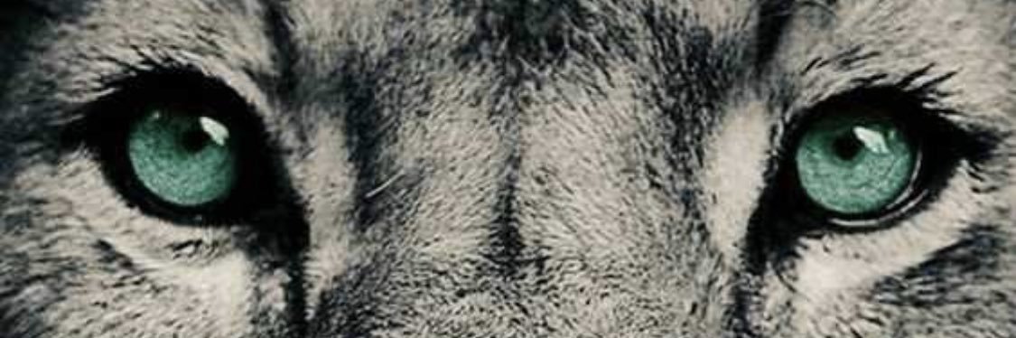 German_so's profile banner image