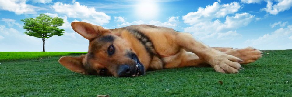 DemonioPelirojo's profile banner image
