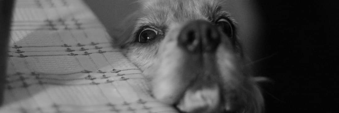 Camilo banner