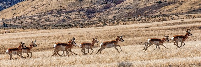Bureau of Land Management- Nevada banner