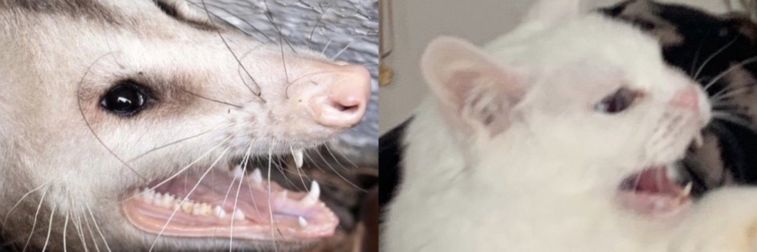 n@ banner