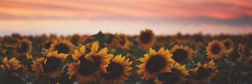 sinkingthesun_'s profile banner image