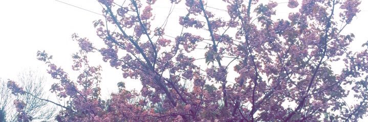 LJSanf's profile banner image